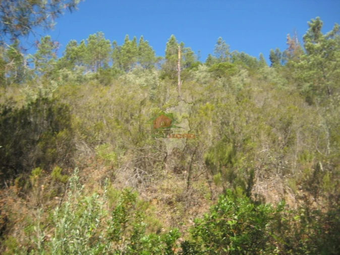 Terreno para Venda em Cernache do Bonjardim, Nesperal e Palhais Foto 2