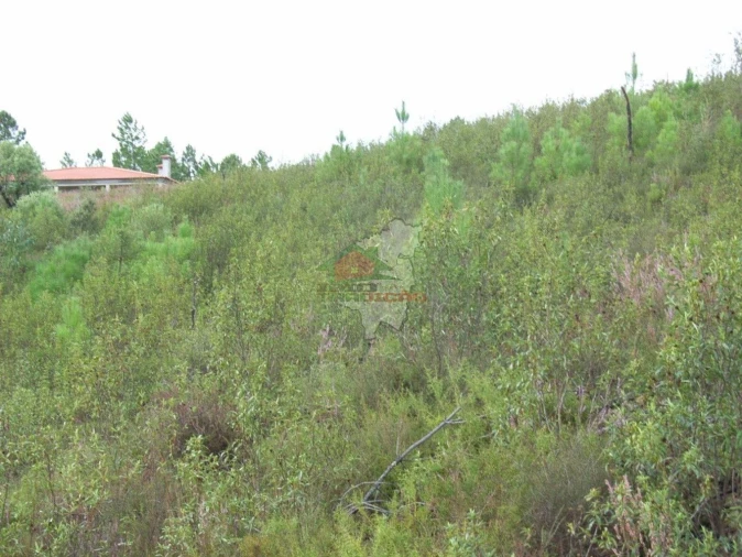 Terreno para Venda em Cumeada e Marmeleiro Foto 5