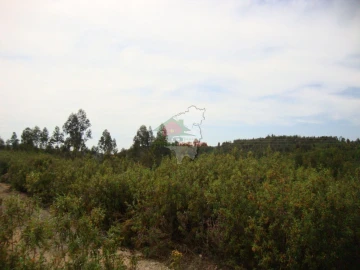 Terreno para Venda em Cernache do Bonjardim, Nesperal e Palhais
