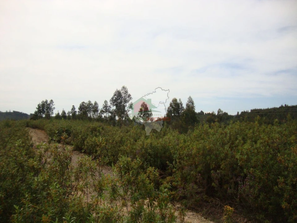 Terreno para Venda em Cernache do Bonjardim, Nesperal e Palhais Foto 2