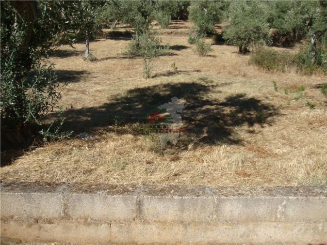 Terreno para Venda em Proença-A-Nova e Peral Foto 3