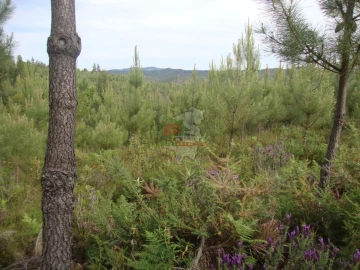 Terreno para Venda em Cernache do Bonjardim, Nesperal e Palhais
