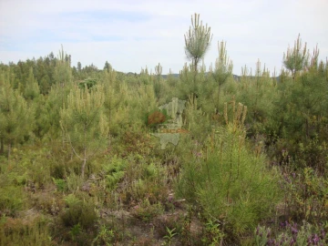 Terreno para Venda em Cernache do Bonjardim, Nesperal e Palhais