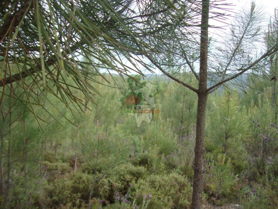 Terreno para Venda em Cernache do Bonjardim, Nesperal e Palhais Foto 4