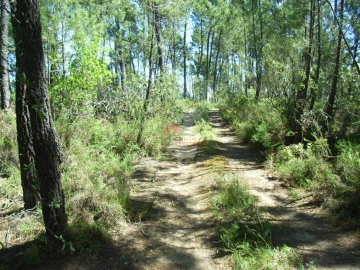 Terreno para Venda em Sertã