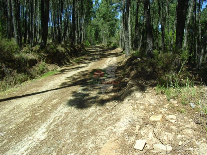 Terreno para Venda em Sertã Foto 5