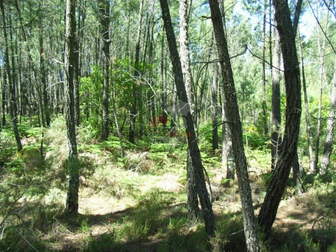 Terreno para Venda em Sertã Foto 2