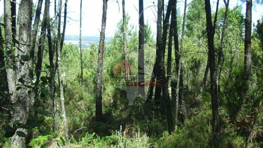 Terreno para Venda em Sertã