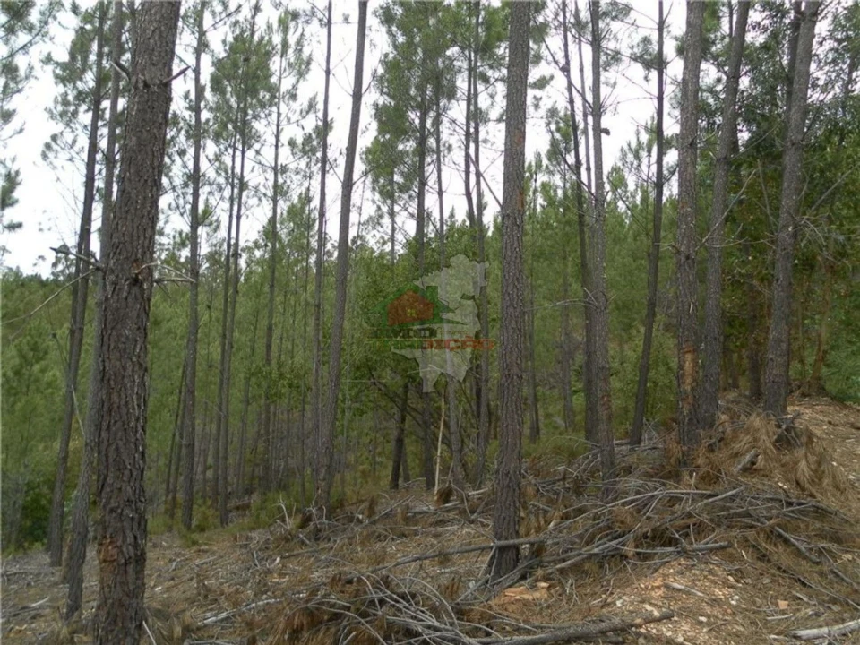 Terreno para Venda em Oleiros-Amieira Foto 3