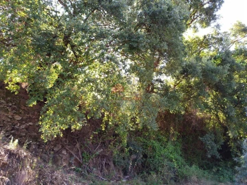 Terreno para Venda em Alvaro