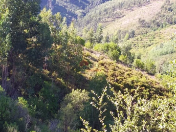 Terreno para Venda em Alvaro