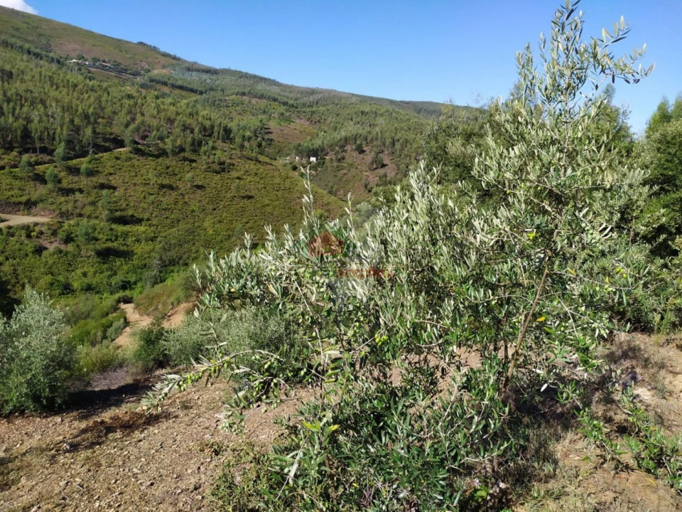 Terreno para Venda em Alvaro Foto 13