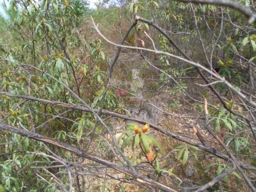 Terreno para Venda em Alvaro