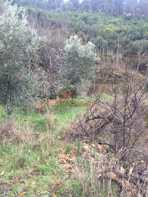 Terreno para Venda em Alvaro