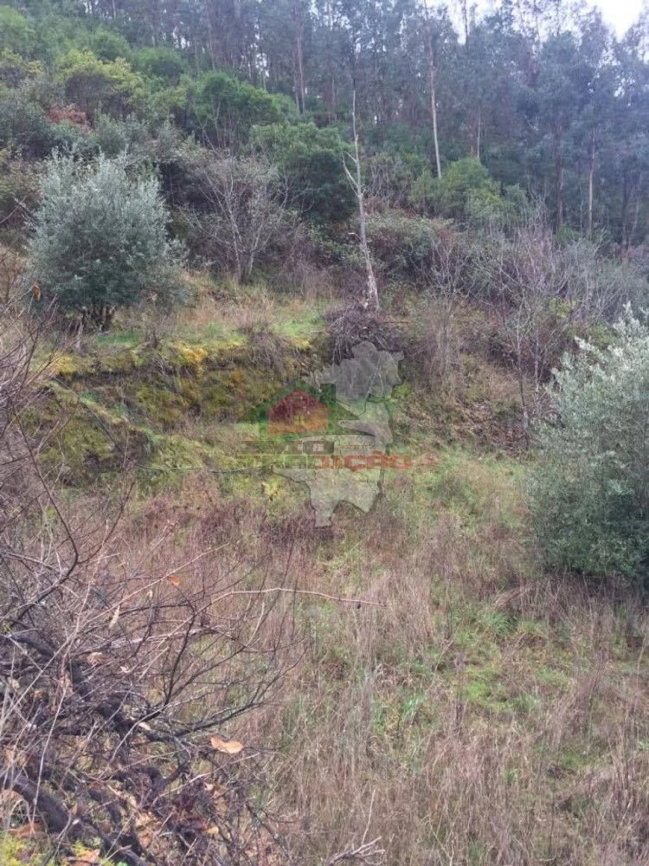 Terreno para Venda em Alvaro Foto 2