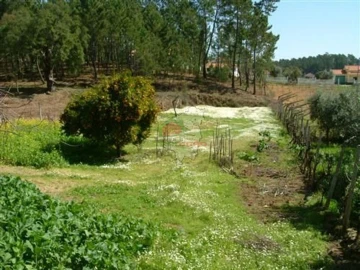 Terreno para Venda em Castelo