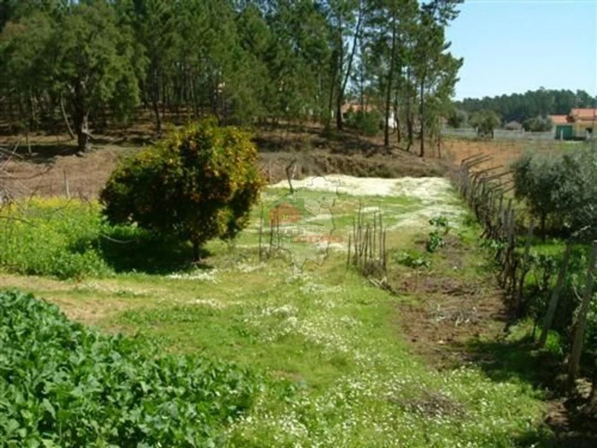 Terreno para Venda em Castelo Foto 5