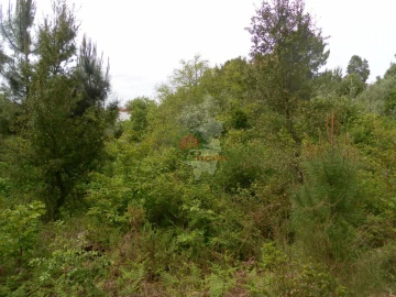 Terreno para Venda em Cernache do Bonjardim, Nesperal e Palhais