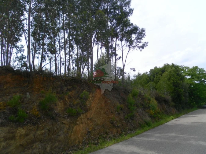 Terreno para Venda em Cernache do Bonjardim, Nesperal e Palhais Foto 2