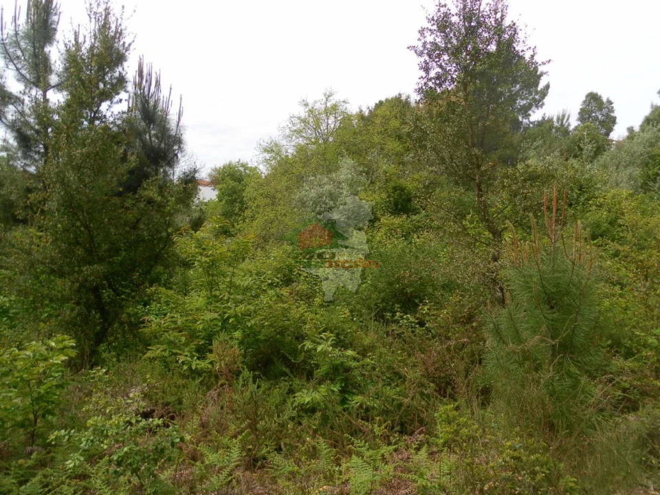 Terreno para Venda em Cernache do Bonjardim, Nesperal e Palhais Foto 7