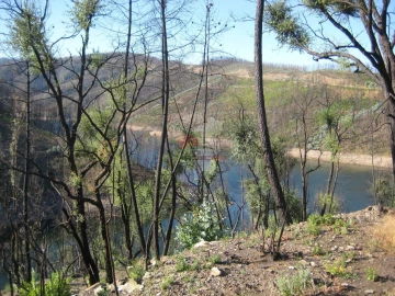 Terreno para Venda em Alvaro