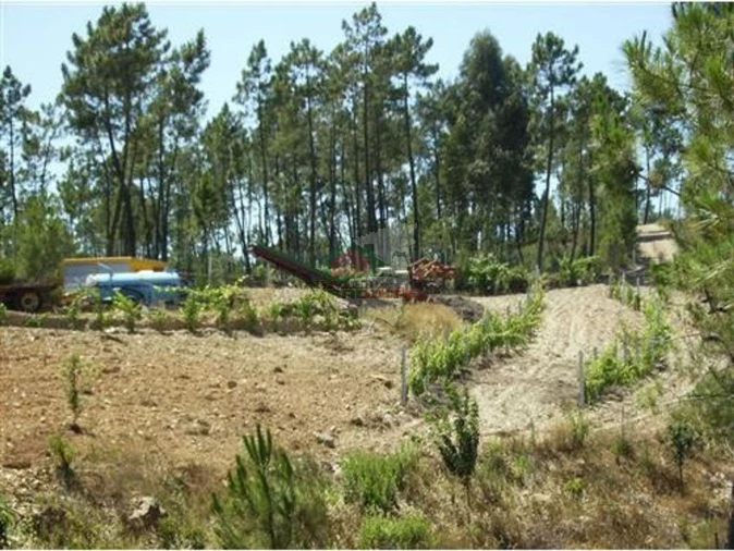 Terreno para Venda em Sertã Foto 3