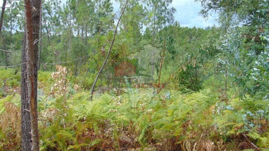 Terreno para Venda em Sertã