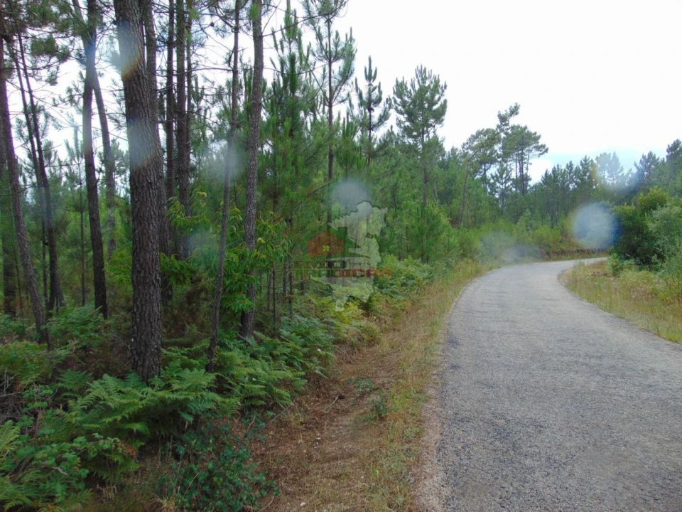 Terreno para Venda em Sertã Foto 1