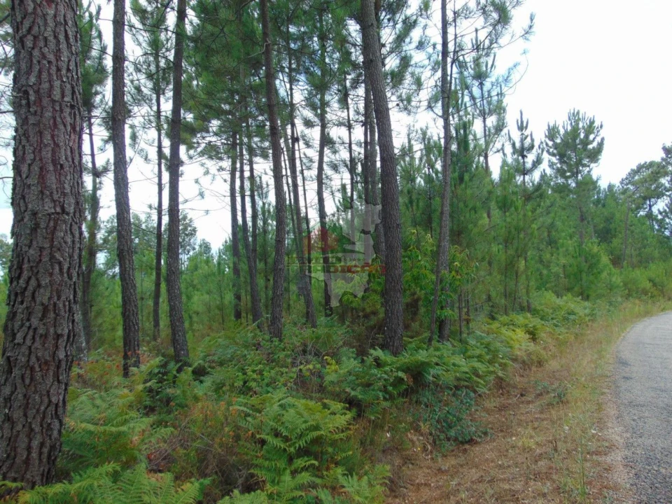 Terreno para Venda em Sertã Foto 3