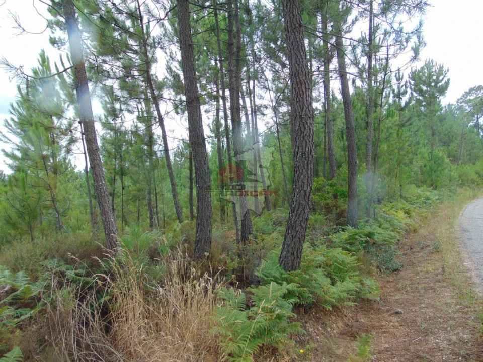 Terreno para Venda em Sertã Foto 2