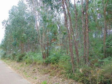 Terreno para Venda em Sertã