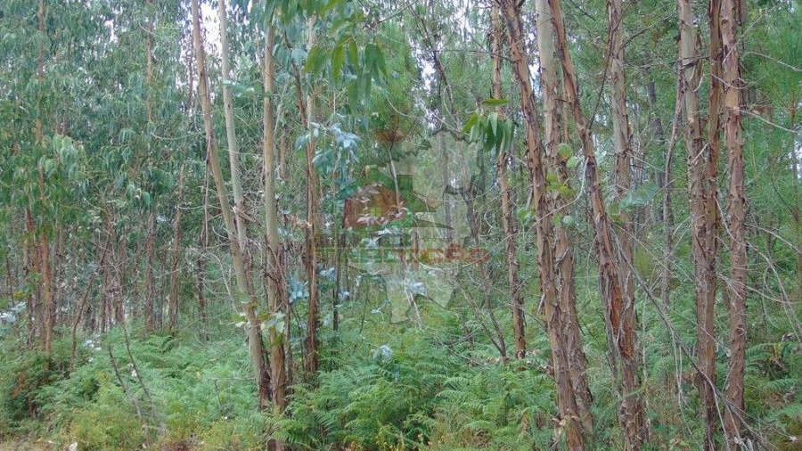 Terreno para Venda em Sertã