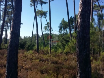Terreno para Venda em São João do Peso
