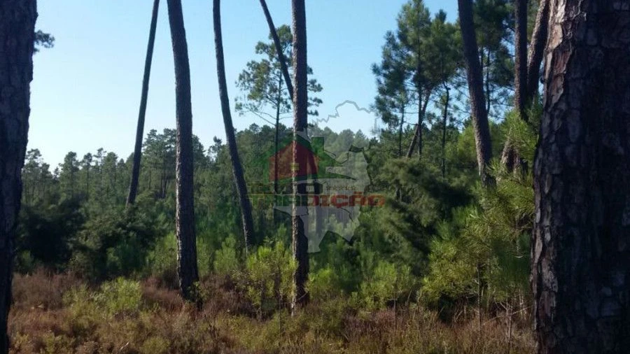Terreno para Venda em São João do Peso