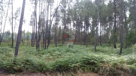 Terreno para Venda em Sertã