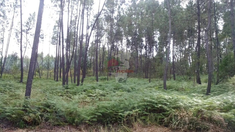 Terreno para Venda em Sertã Foto 5