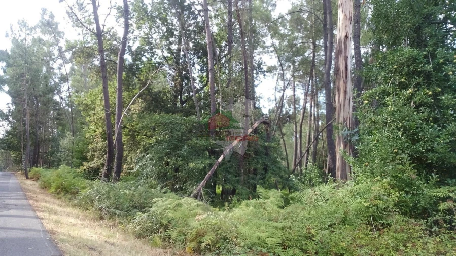 Terreno para Venda em Sertã Foto 3