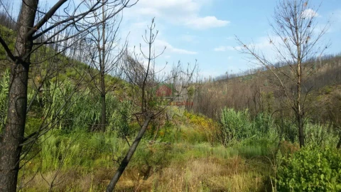 Terreno para Venda em Troviscal