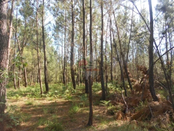 Terreno para Venda em Castelo
