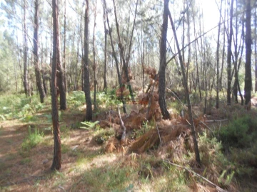 Terreno para Venda em Castelo