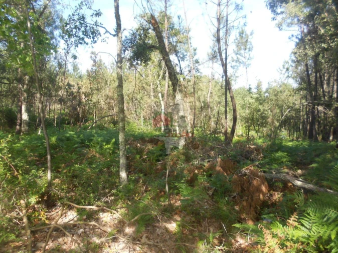 Terreno para Venda em Castelo Foto 7