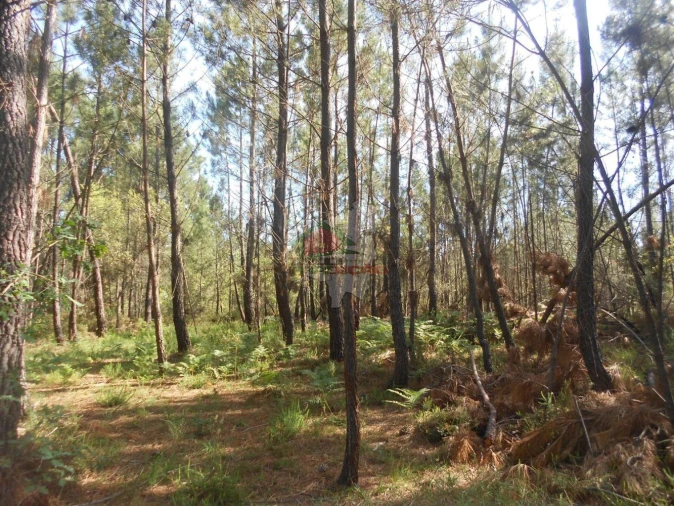 Terreno para Venda em Castelo Foto 6