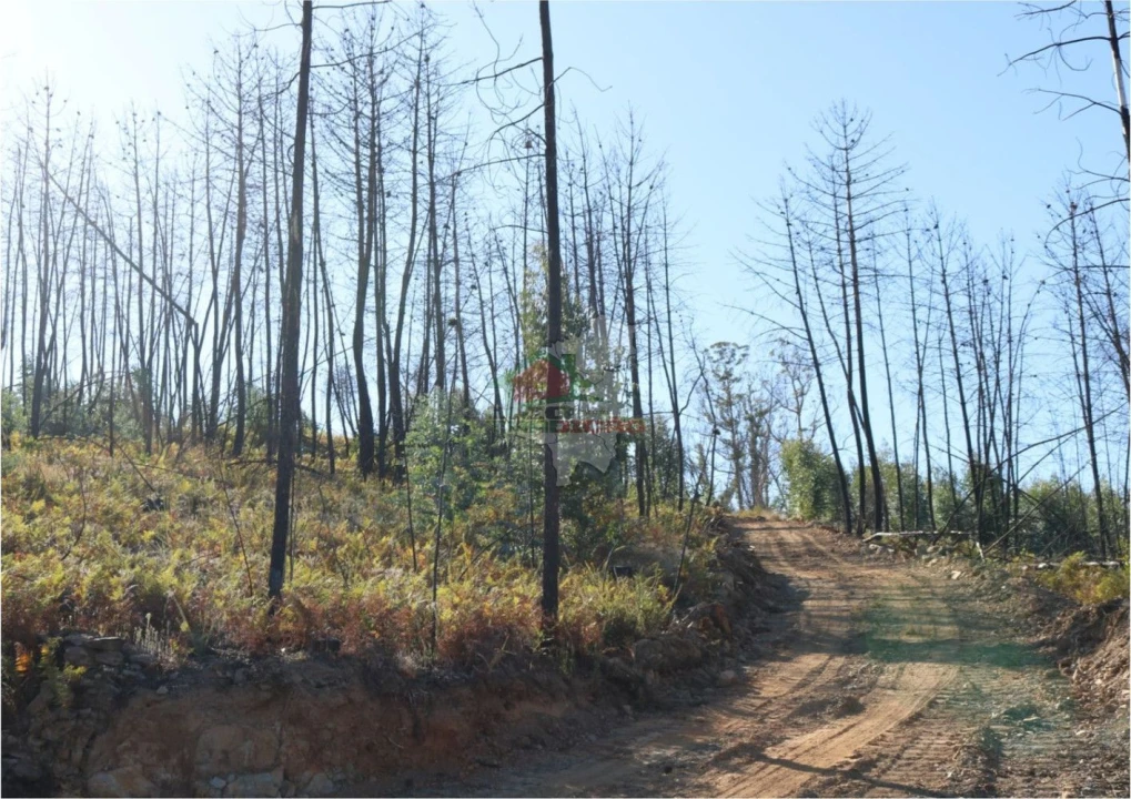 Terreno para Venda em Madeirã Foto 17