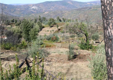 Terreno para Venda em Madeirã