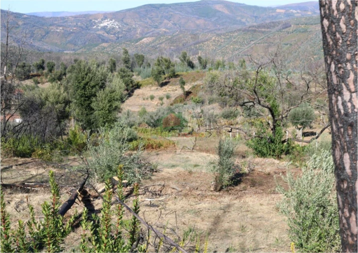 Terreno para Venda em Madeirã Foto 18