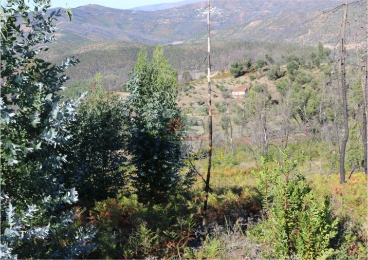 Terreno para Venda em Madeirã Foto 13