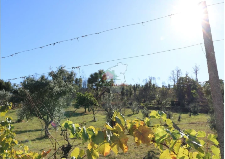 Terreno para Venda em Madeirã Foto 26