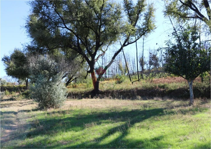 Terreno para Venda em Madeirã Foto 22