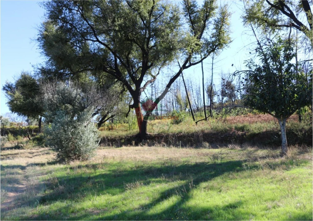 Terreno para Venda em Madeirã Foto 22
