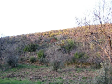 Terreno para Venda em Ermida e Figueiredo